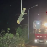 Maltempo, albero pericolante a Napoli: vigili del fuoco al lavoro per la messa in sicurezza