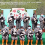 Cina, 25 cuccioli di panda celebrano il Capodanno cinese
