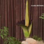 Australia, la prima fioritura in 15 anni di Putricia, il “fiore cadavere”
