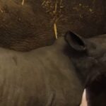 Belgio, lo zoo festeggia la nascita di un rinoceronte bianco