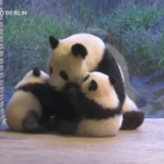 Cuccioli di panda gigante allo zoo di Berlino, aperta ai visitatori la zona di Loni e Lotti