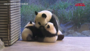 Cuccioli di panda gigante allo zoo di Berlino, aperta ai visitatori la zona di Loni e Lotti