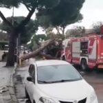 Maltempo a Livorno, a Cecina cade un albero in strada
