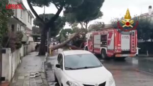 Maltempo a Livorno, a Cecina cade un albero in strada