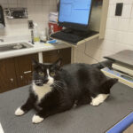 Aosta, radiologo usa tac dell’ospedale per la sua gatta: segnalato in Procura