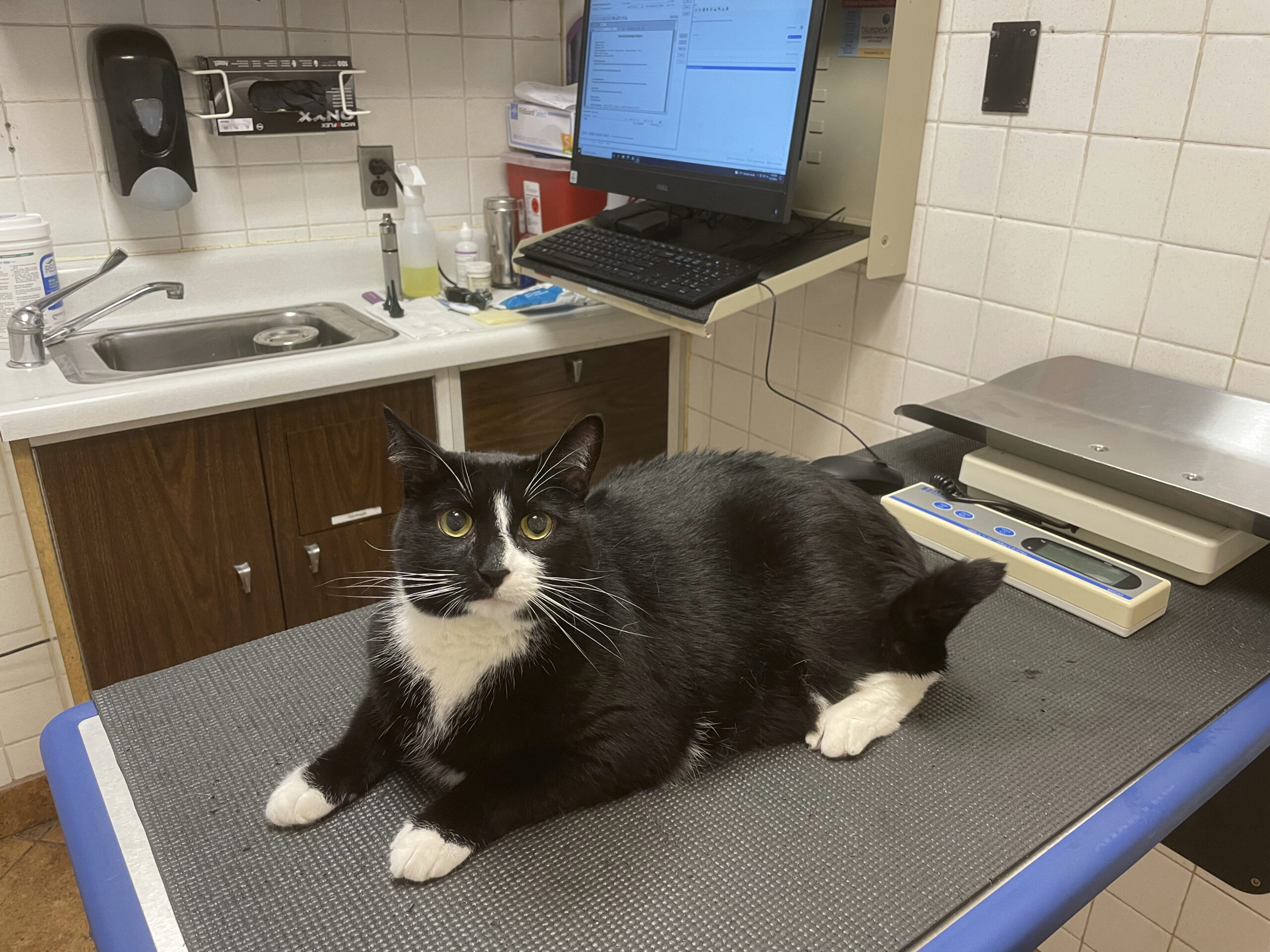 Aosta, radiologo usa tac dell’ospedale per la sua gatta: segnalato in Procura