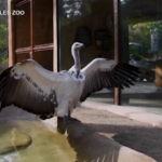 Allo zoo di Los Angeles arrivano i grifoni del Capo