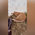 Hachiko, il gatto che ha vissuto sette anni sulla tomba del suo padrone