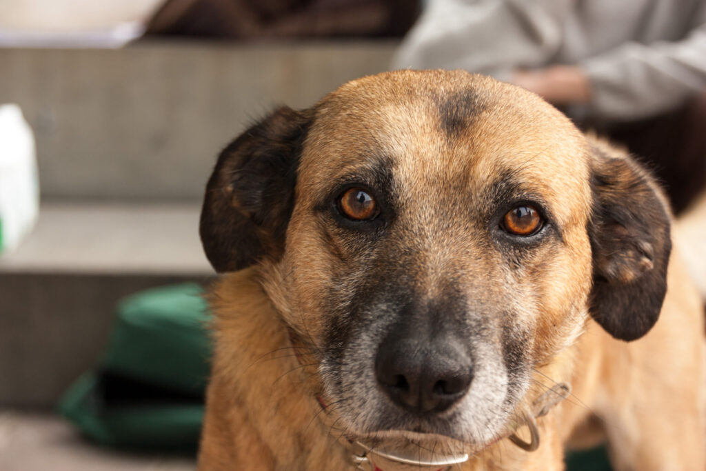 Abusi sessuali su cane, 52enne a processo a Roma per maltrattamenti su animali