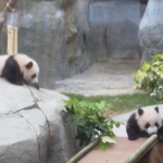 Hong Kong, due cuccioli di panda si preparano al debutto in pubblico