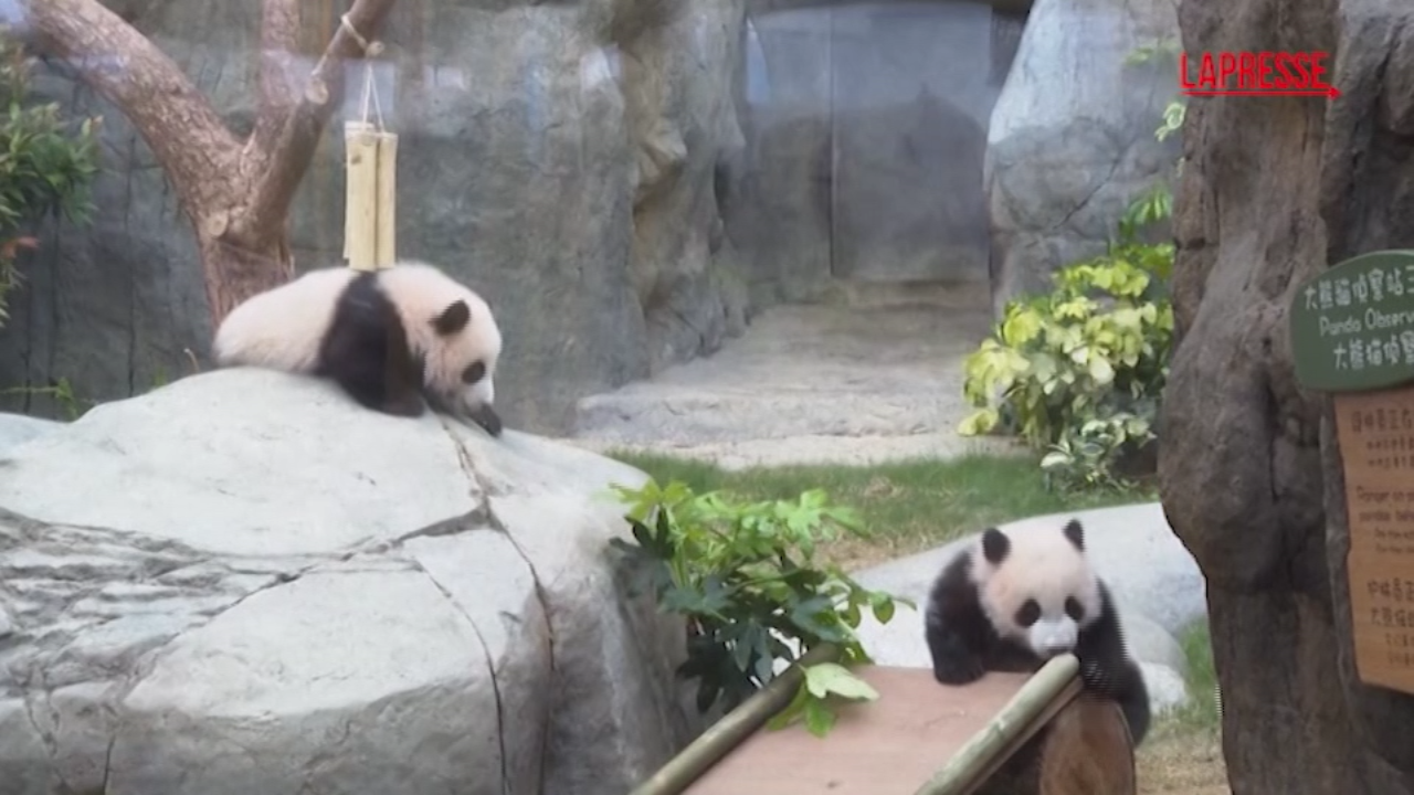 Hong Kong, due cuccioli di panda si preparano al debutto in pubblico