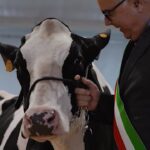 Fiera di Sant’Apollonia, a Rivolta d’Adda il concorso di bellezza delle mucche