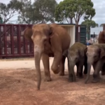 Australia, nove elefanti lasciano lo zoo di Melbourne