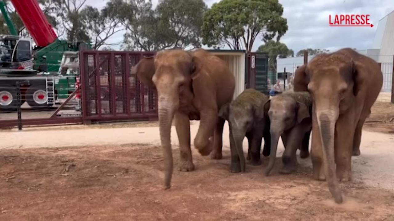 Australia, nove elefanti lasciano lo zoo di Melbourne