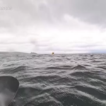 Una balena inghiotte e poi libera un ragazzo sul kayak: il video