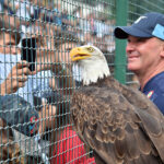 Lazio, l’ex falconiere Bernabè: “Pronto a portare Lotito in tribunale”