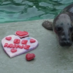 San Valentino anche per gli animali, cuori e fiori per gli ospiti del Brookfield Zoo di Chicago