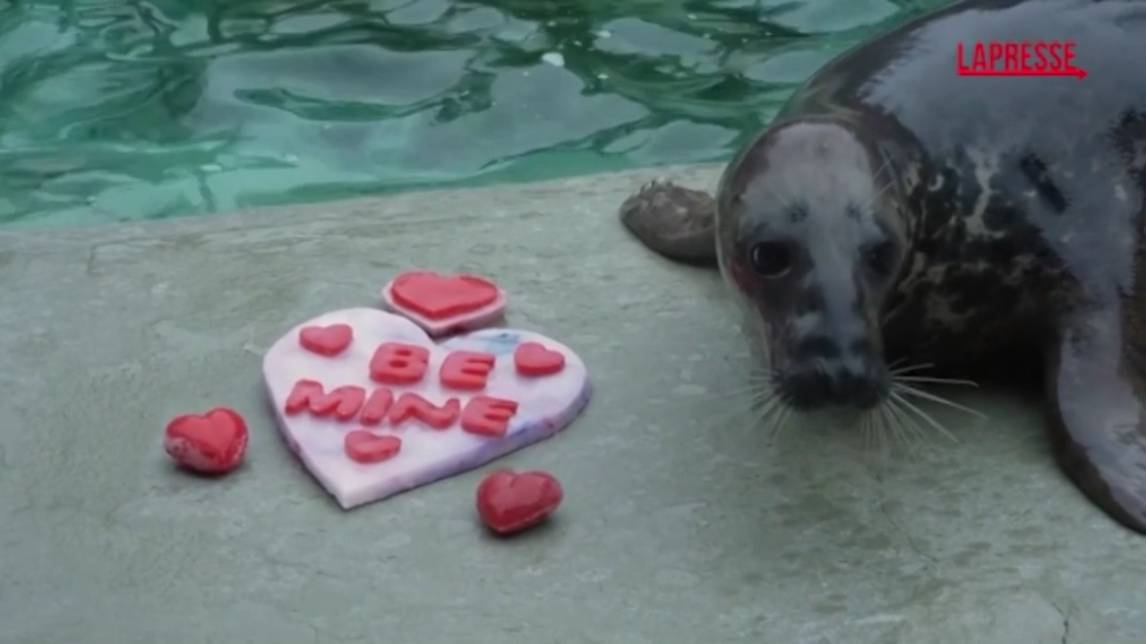 San Valentino anche per gli animali, cuori e fiori per gli ospiti del Brookfield Zoo di Chicago