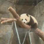 Due cuccioli di panda pronti al debutto in pubblico allo zoo di Hong Kong