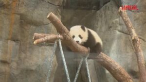 Due cuccioli di panda pronti al debutto in pubblico allo zoo di Hong Kong