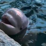 Usa, l’acquario di Chicago accoglie un nuovo cucciolo di beluga
