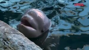 Usa, l’acquario di Chicago accoglie un nuovo cucciolo di beluga