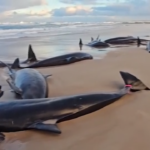 Australia, 157 orche si arenano su una spiaggia della Tasmania