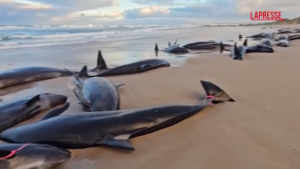 Australia, 157 orche si arenano su una spiaggia della Tasmania