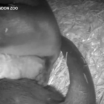 Regno Unito, allo zoo di Londra coppia di lontre accudisce i propri cuccioli