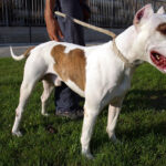 Bimba di nove mesi sbranata da pitbull ad Acerra: padre positivo all’hashish