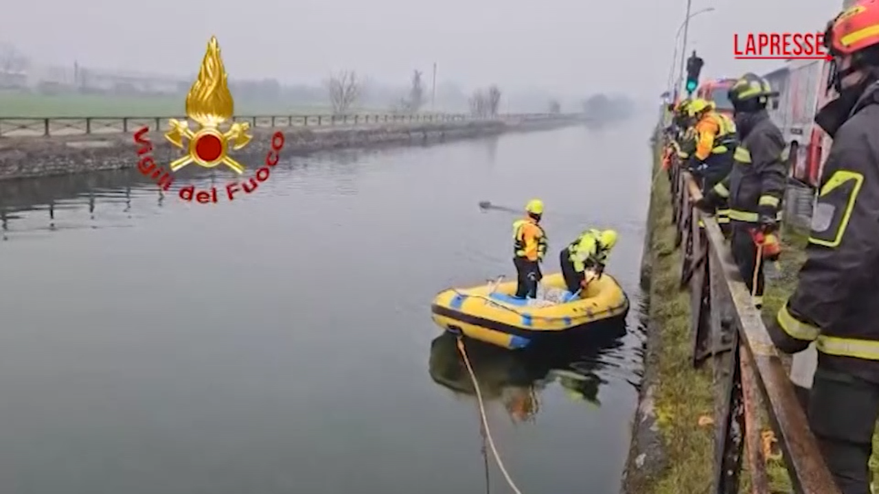 Milano, il salvataggio del lupo bloccato nel Naviglio Grande