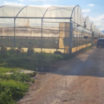 Bari, sequestrati 610 chili di marijuana