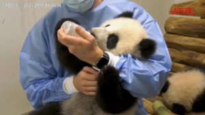 Berlino: i cuccioli di panda gigante dello zoo nutriti con un biberon di latte