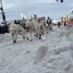 La gara di slitte trainate da cani più famosa del mondo inizia in Alaska