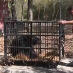Pakistan, l’ente di beneficenza salva un orso gravemente maltrattato