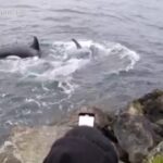Avvistato un branco di orche al largo di Seattle