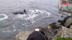 Avvistato un branco di orche al largo di Seattle