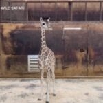 Nata cucciola di giraffa nel parco avvenute in New Jersey