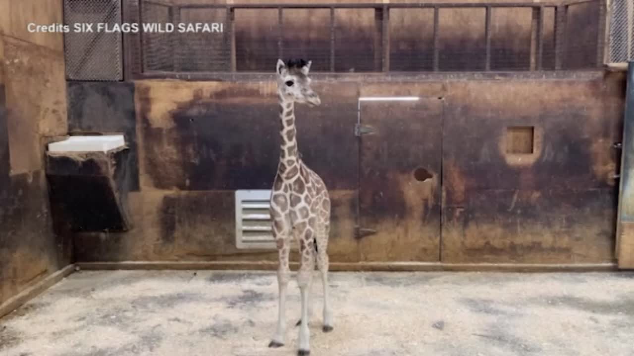 Nata cucciola di giraffa nel parco avvenute in New Jersey