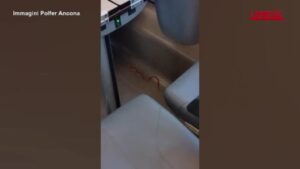 Serpente su Frecciarossa diretto a Milano: le immagini del rettile che striscia in un vagone