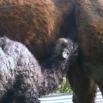 Roma, al Bioparco è nato Frosy: il cucciolo di cammello battriano