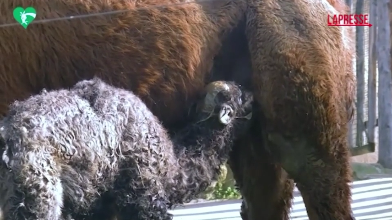 Roma, al Bioparco è nato Frosy: il cucciolo di cammello battriano