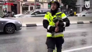 Madrid, i vigili del fuoco salvano un cucciolo di pavone