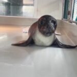 Grecia, foca monaca mediterranea curata e rilasciata in mare