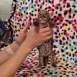 Allo zoo di Nashville è nato un raro cucciolo di leopardo nuvolato