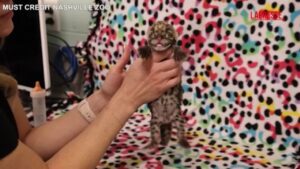 Allo zoo di Nashville è nato un raro cucciolo di leopardo nuvolato