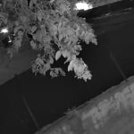 Sparò a ladro in fuga a Roma: il momento in cui Antonio Micarelli apre il fuoco