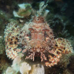 Pesci alieni in Italia, l’allarme di Coldiretti: da triglia tropicale a pesce scorpione
