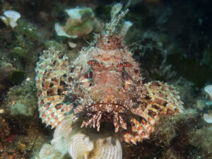 Pesci alieni in Italia, l’allarme di Coldiretti: da triglia tropicale a pesce scorpione