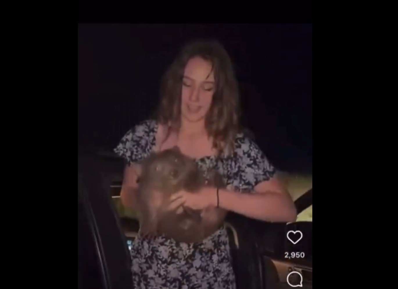 Australia, bufera su influencer Usa che sottrae cucciolo di wombat alla madre per un video social